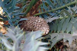 Image of Eastern Cape Blue Cycad