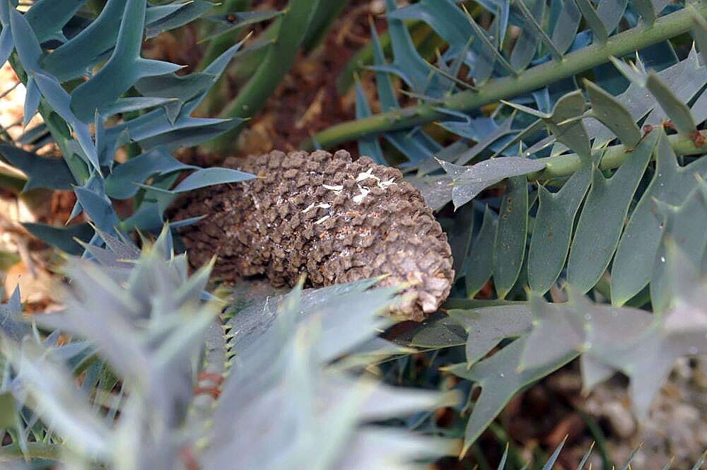 Image of Eastern Cape Blue Cycad