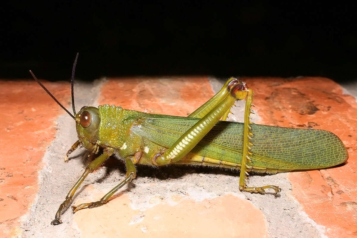 Image de Tropidacris cristata grandis (Thunberg 1824)