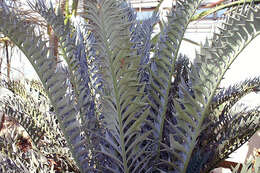 Image of Eastern Cape Blue Cycad