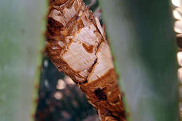 Image of Uitenbage aloe