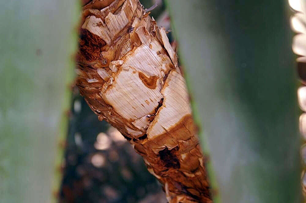 Image of Uitenbage aloe