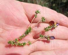 Слика од Aspalathus retroflexa subsp. bicolor (Eckl. & Zeyh.) R. Dahlgren