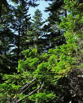 Image of Sakhalin Fir