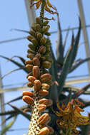 Image of Uitenbage aloe