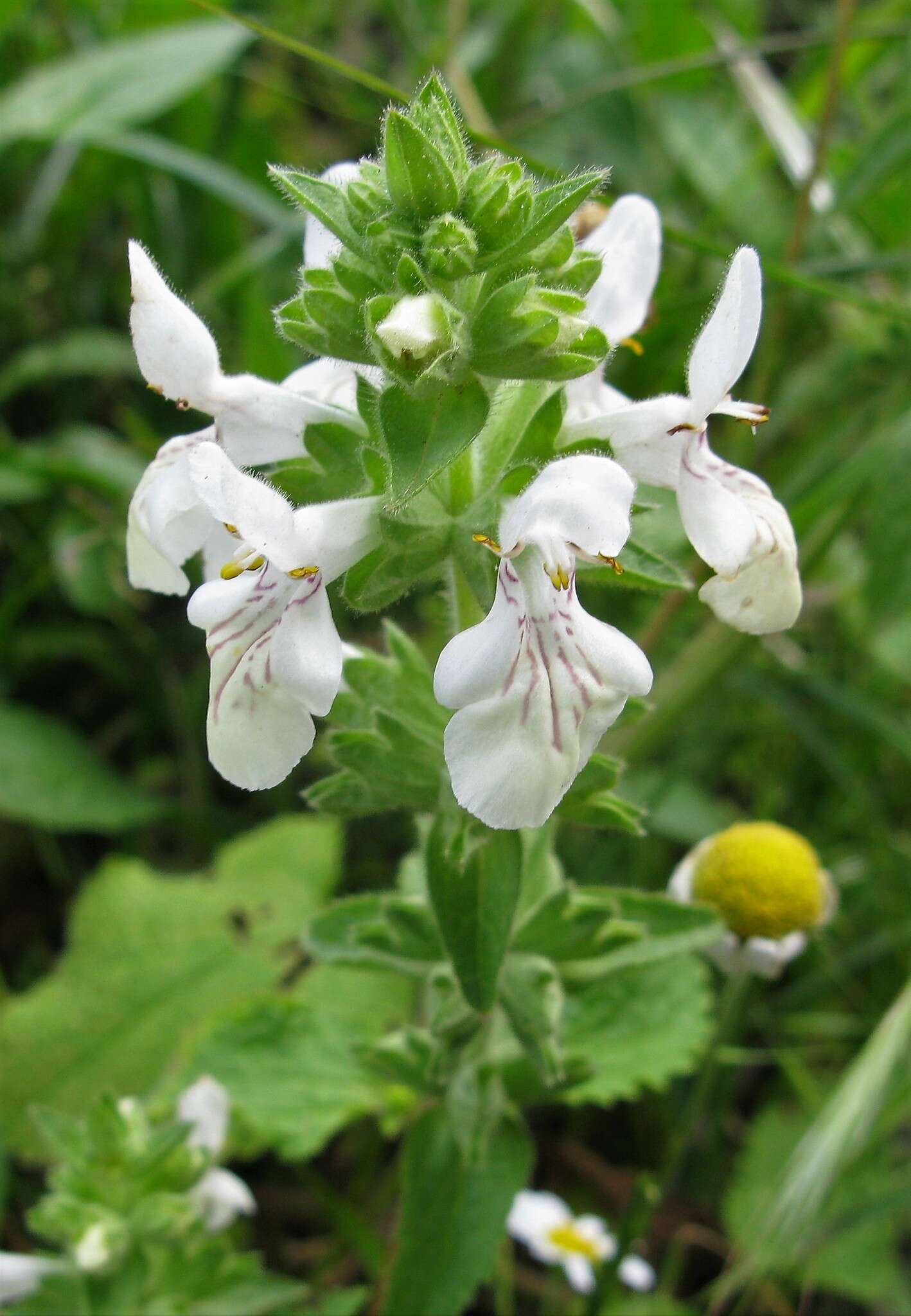 Image de Stachys spinulosa Sm.