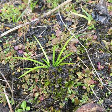 Image of Nuttall's Quillwort