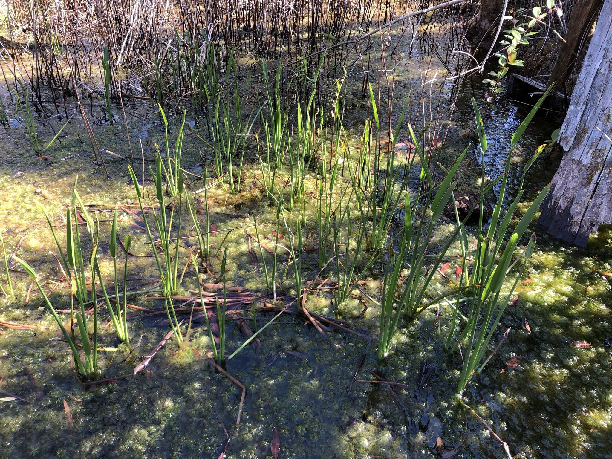 Image of Pontederia cordata var. lancifolia (Muhl.) Morong