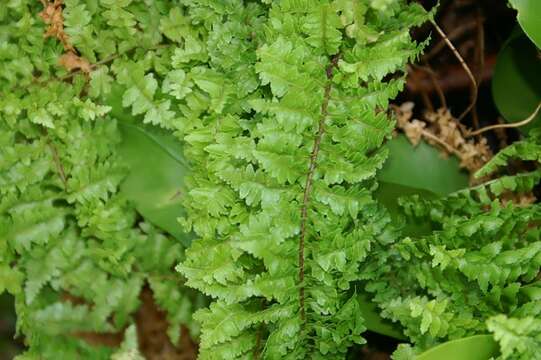 Image of Boston swordfern