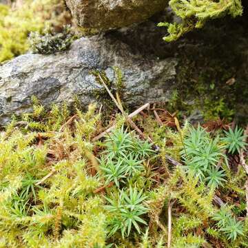 Image of pogonatum moss