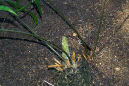 Image of Bamboo Cycad