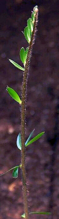 Image of Bamboo Cycad