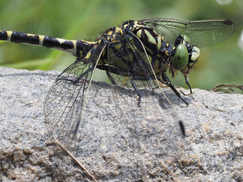 Image of <i>Onychogomphus <i>forcipatus</i></i> forcipatus