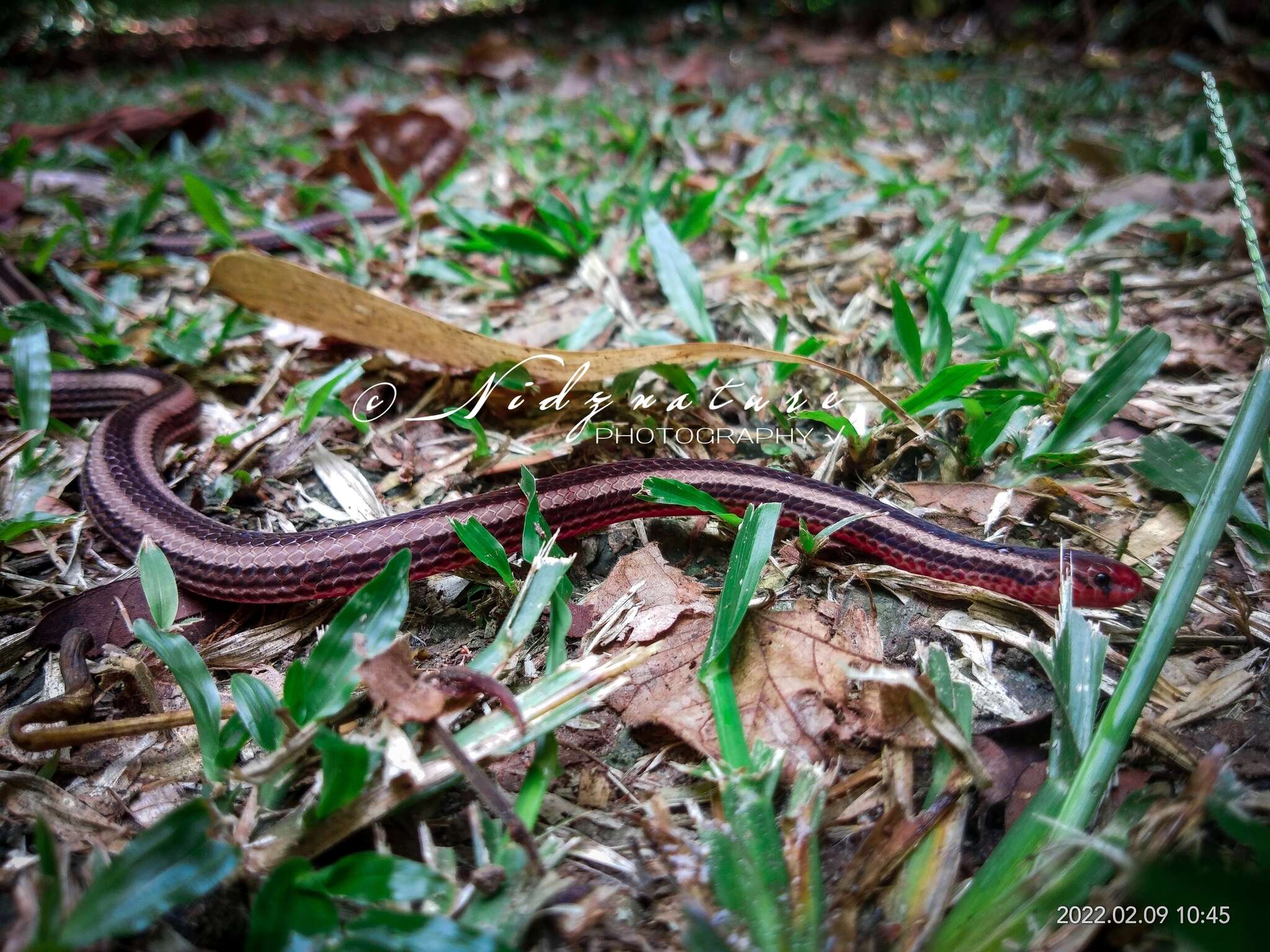 Image of Calliophis nigrotaeniatus (Peters 1863)