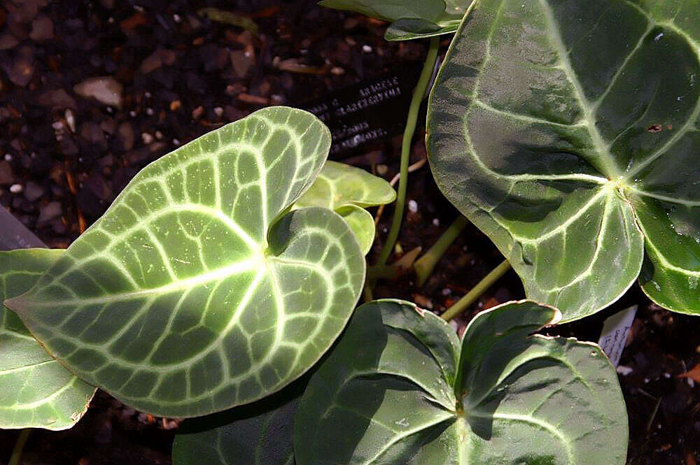 Image of Anthurium clarinervium Matuda