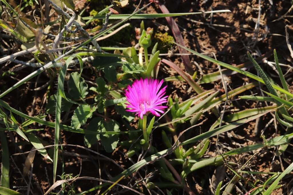 صورة Cephalophyllum diversiphyllum (Haw.) N. E. Br.