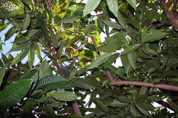 Image of sugar apple