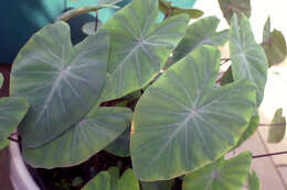 Image of Wild Taro