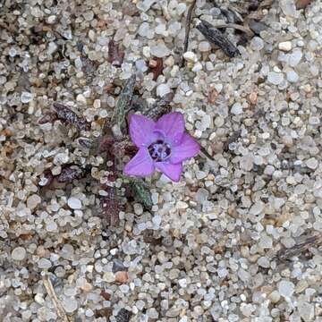 Image of Monterey gilia