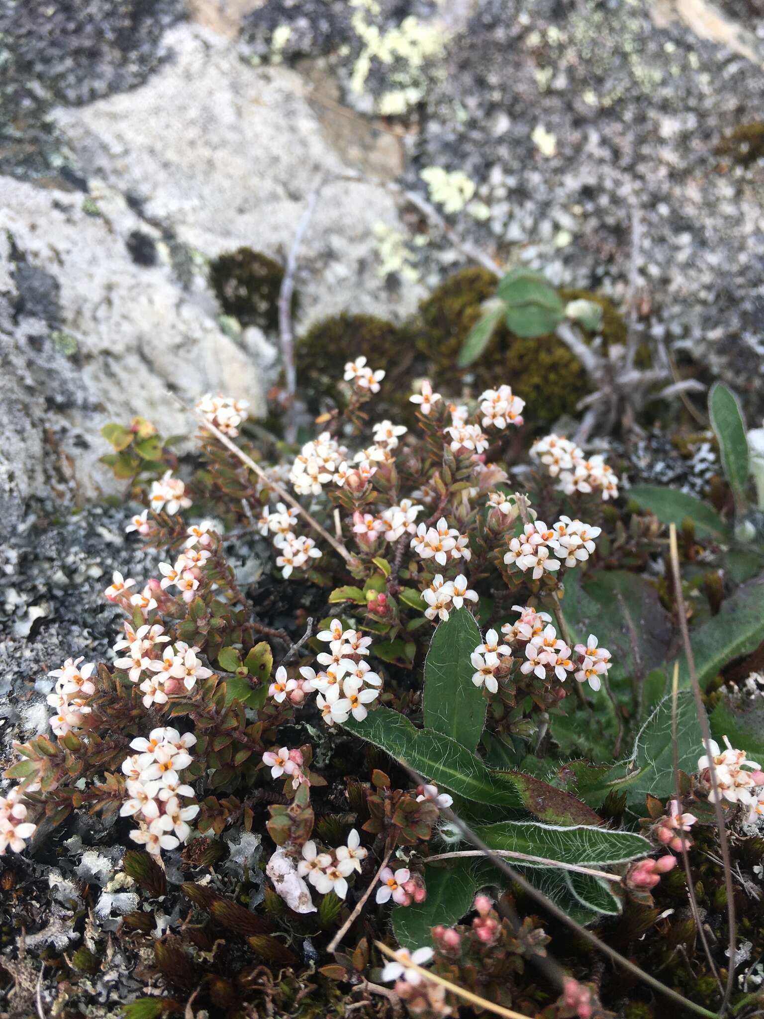 Image of Pimelea oreophila subsp. lepta C. J. Burrows