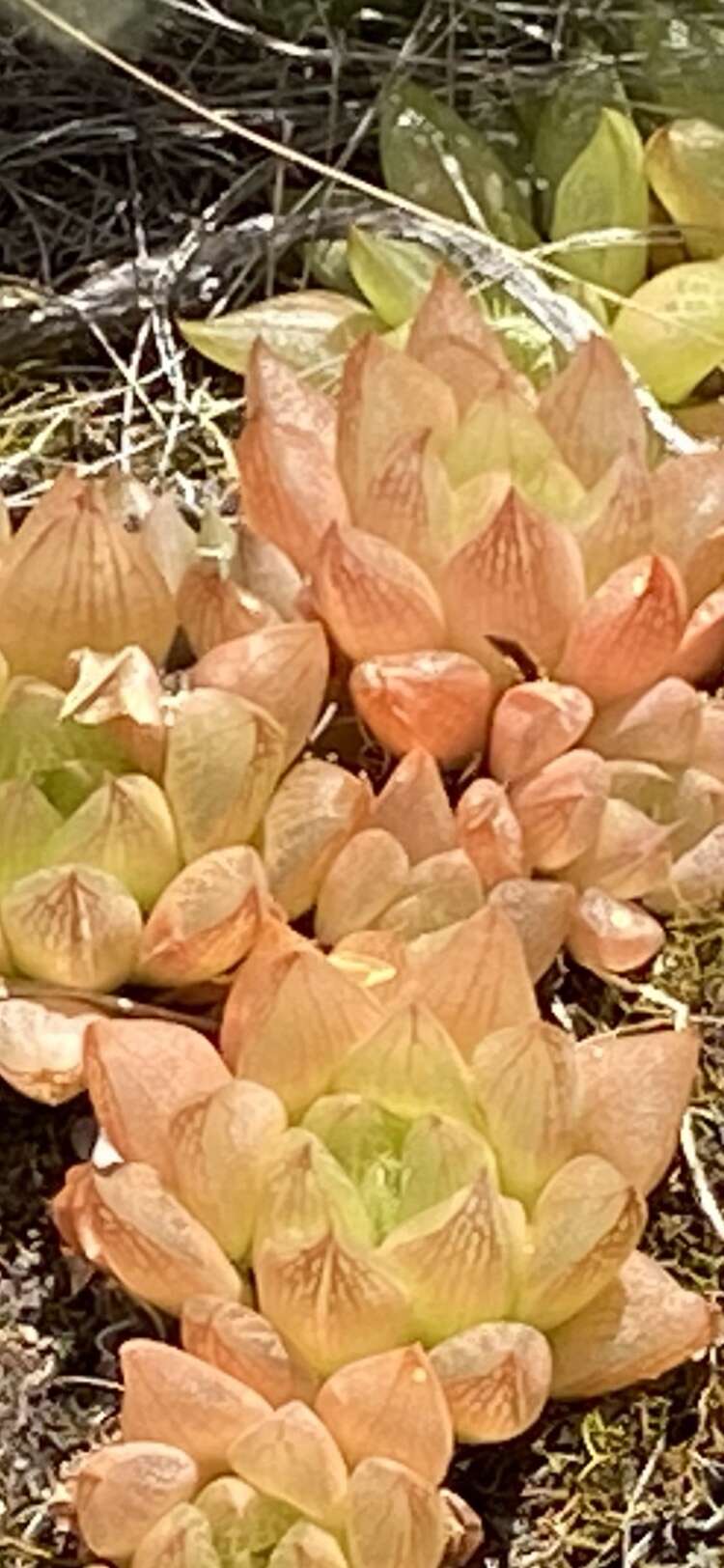 Слика од Haworthia turgida Haw.