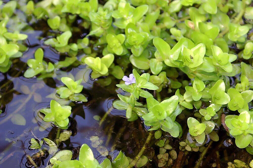 Image of blue waterhyssop