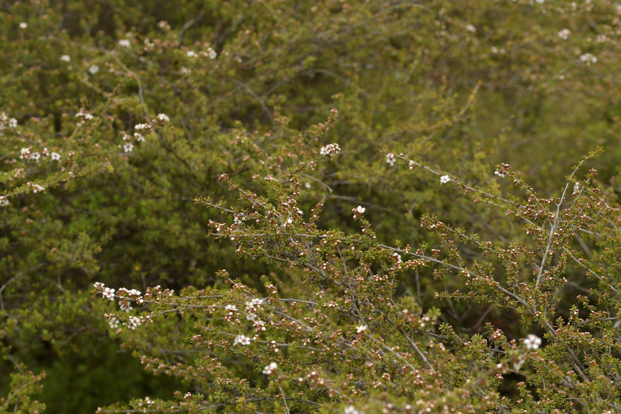 صورة Kunzea tenuicaulis de Lange