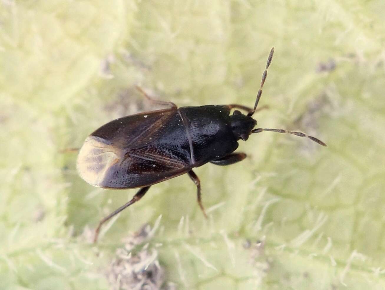 Image of Seed bug