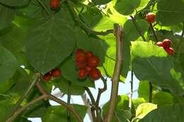 Image of Tamarillo