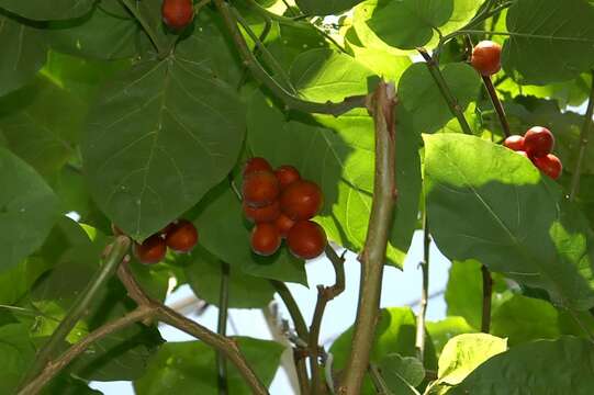 Image of Tamarillo