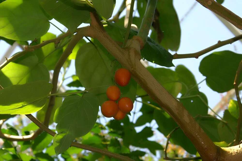 Image of Tamarillo