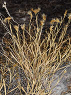 Image of Panamint rock goldenrod