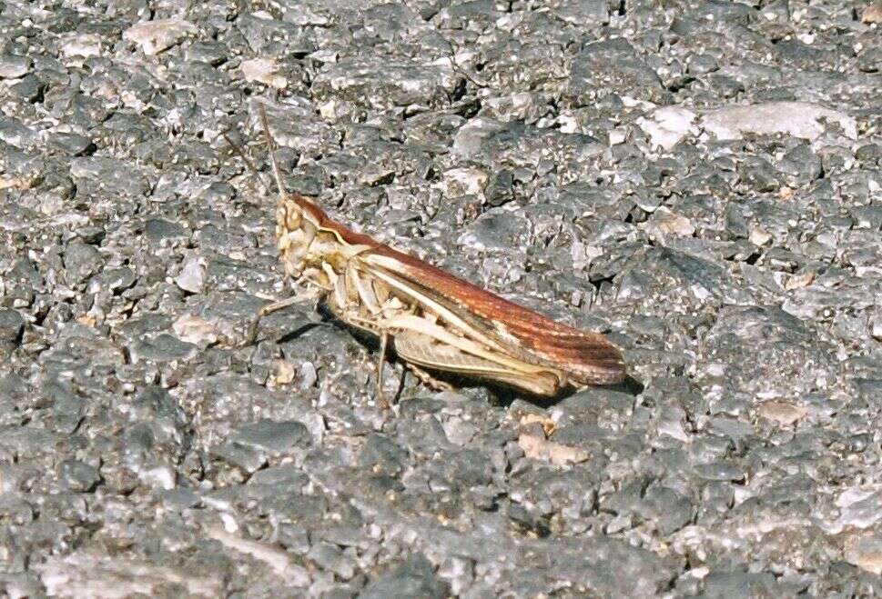 Imagem de Chorthippus (Glyptobothrus) maritimus subsp. maritimus Mistshenko 1951