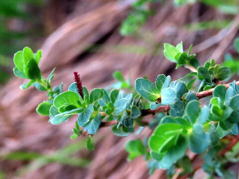 Image of Cliffortia obcordata L. fil.