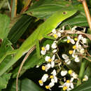 Image of Anolis ibanezi Poe, Latella, Ryan & Schaad 2009