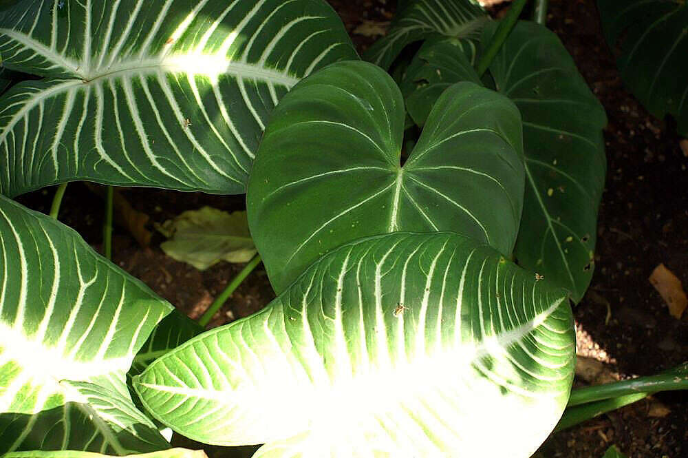 Image of Caladium lindenii (André) Madison