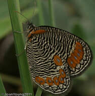 Imagem de Physcaeneura panda Boisduval 1847