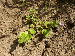 Image of Veronica opaca Fries