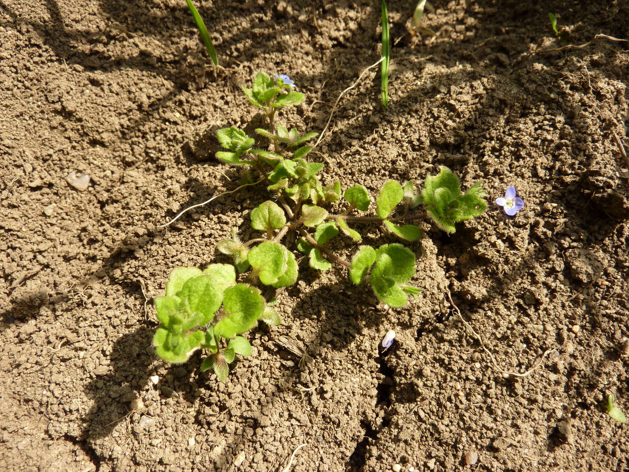 Image of Veronica opaca Fries