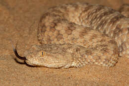 Cerastes vipera (Linnaeus 1758) resmi