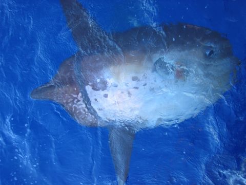 Image of Sharpfin Sunfish