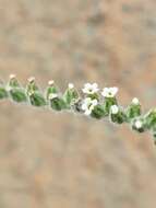 Image of Echiochilon persicum (Burm. fil.) I. M. Johnst.