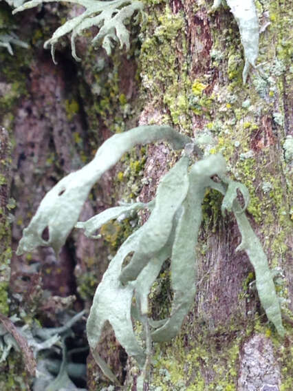 Imagem de Ramalina farinacea (L.) Ach.