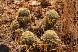 Image of Correll's hedgehog cactus