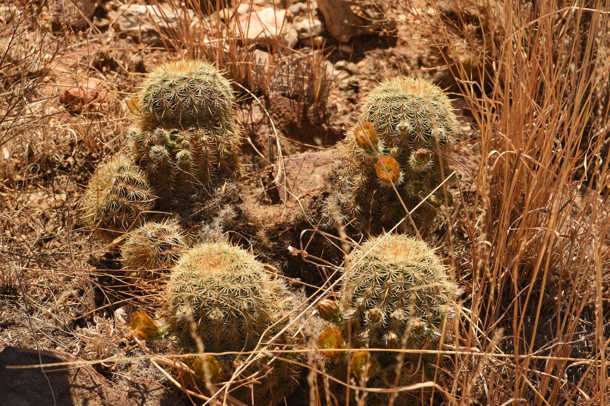 Image de Echinocereus viridiflorus subsp. correllii (L. D. Benson) W. Blum & Mich. Lange