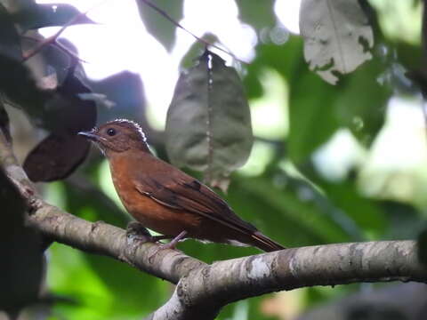 Image of Fraser's Rufous Thrush