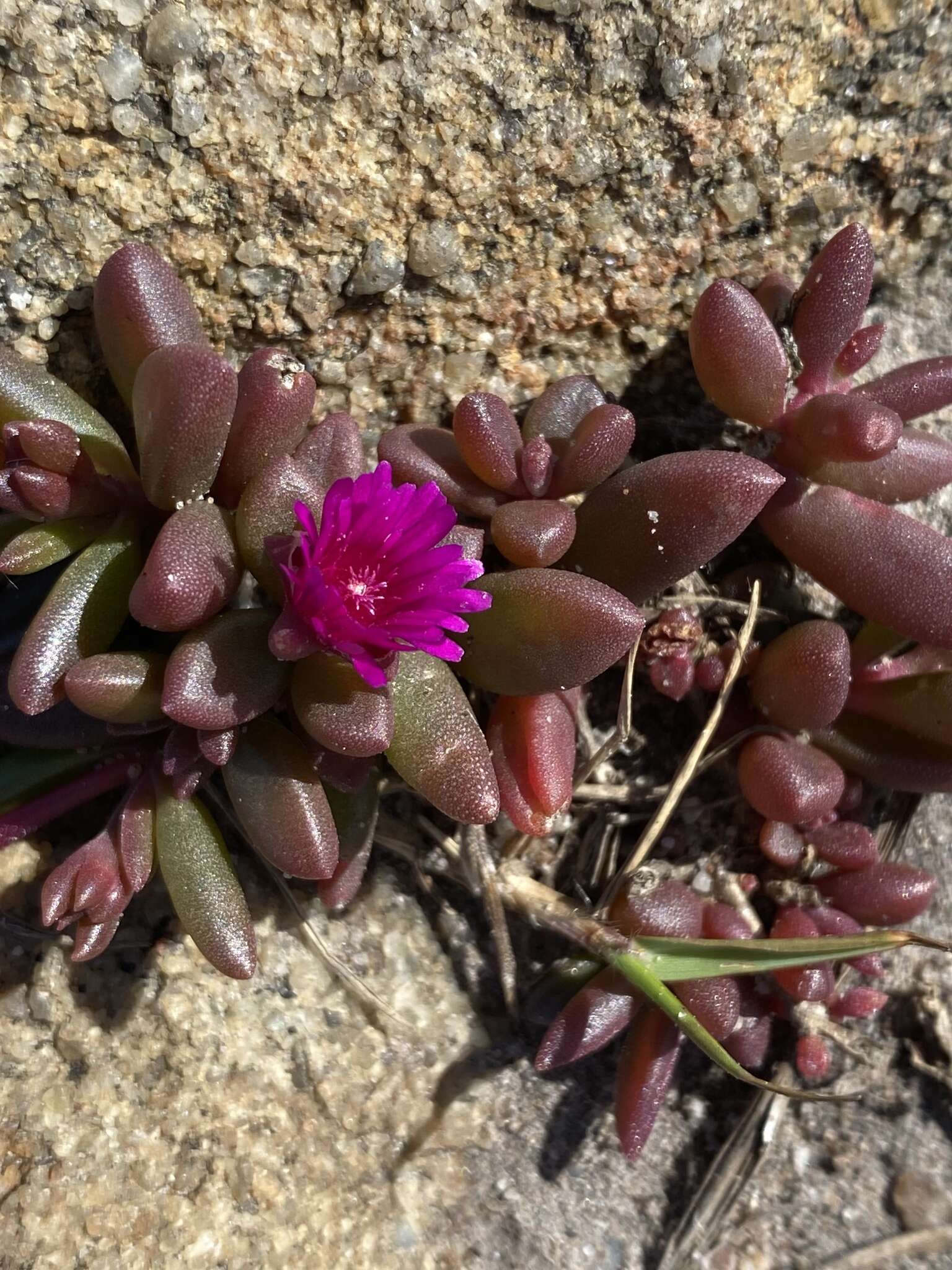 Image of Delosperma repens L. Bol.