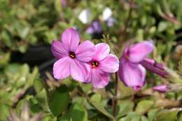 Image of creeping phlox