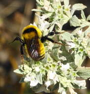 Слика од Bombus zonatus Smith 1854