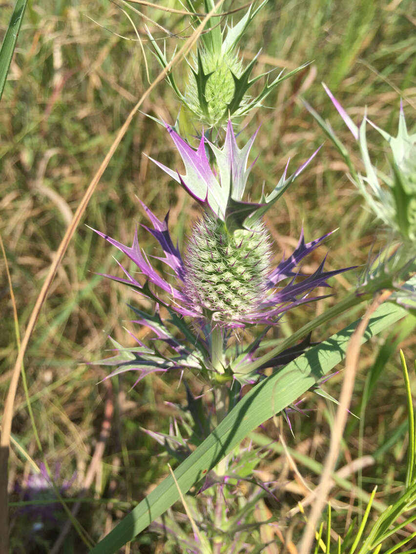 Image of Leavenworth's eryngo